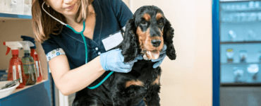 Cão no veterinário