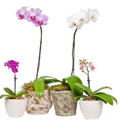 Conheça bem a espécie Conheça bem a espécie das orquídeas