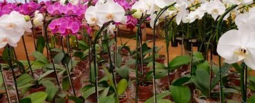 Cuidados Que Você Deve Ter Em Sua Casa Ou Apartamento Com As Orquídeas