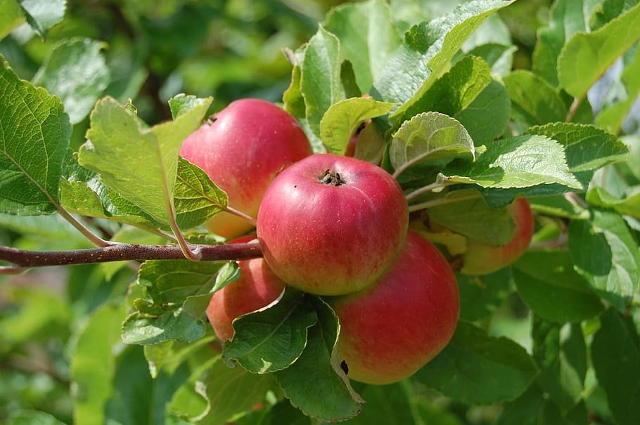 Árvore frutífera - maçã